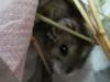 Mildred hamster en adopción