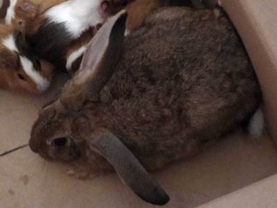 Panky conejo en adopción