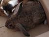 Panky conejo en adopción