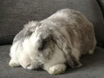 Escarlata conejo en adopción