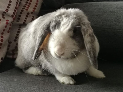 Escarlata conejo en adopción