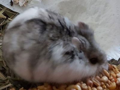 Segismundo hamster en adopción