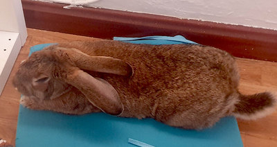 Hanky conejo en adopción