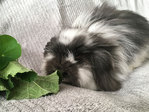 Coco Chanel conejo en adopción