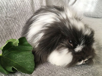Coco Chanel conejo en adopción
