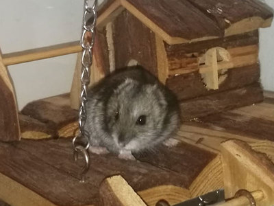 Ravioli hamster en adopción