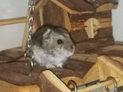 Ravioli hamster en adopción