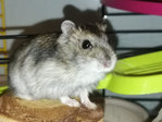 Wakame hamster en adopción