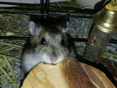 Wakame hamster en adopción