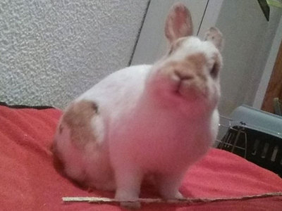 Gómez conejo en adopción