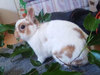 Gómez conejo en adopción
