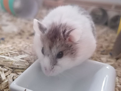 Mochi hamster en adopción