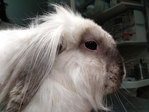 Florinda conejo en adopción