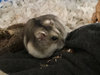Jengibre hamster en adopción
