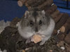 Jengibre hamster en adopción