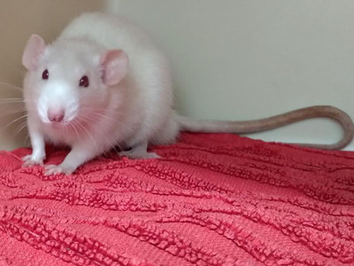 Baldomero rata en adopción