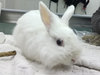 Pixel conejo en adopción