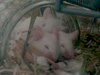 Lupino ratón en adopción