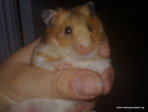 Janna Hamster Adopción