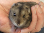 Canola hamster en adopción