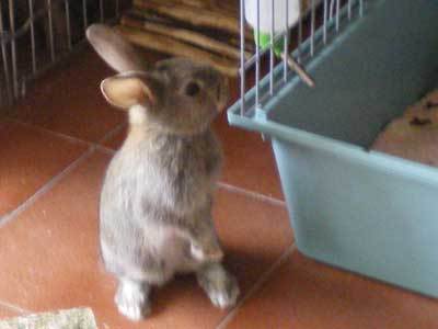 kai conejo en adopción