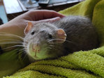 leonardo rata en adopción