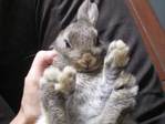 bony conejo en adopción