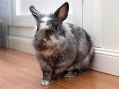Usi conejo en adopción	