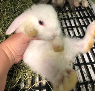 Conejo en adopción