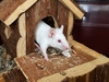 Aliaria y Rapónchigo, ratones en adopción en La Madriguear