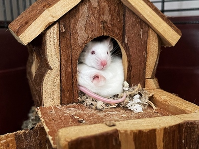 Aliaria y Rapónchigo, ratones en adopción en La Madriguear