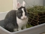 Dream conejo en adopción