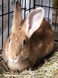 Bernarda conejo en adopción