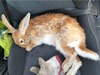 Bernarda conejo en adopción