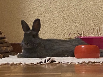 River conejo en adopción