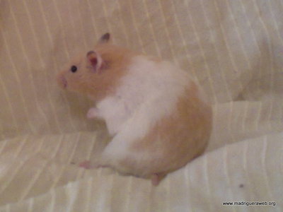 Fallecida... ZELDA: Hamster sirio abandonado en la basura. A.P.P.A LA MADRIGUERA Hamster%20adopci%C3%B3n%20zelda