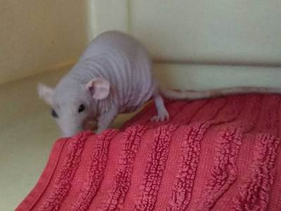 Gwen rata en adopción