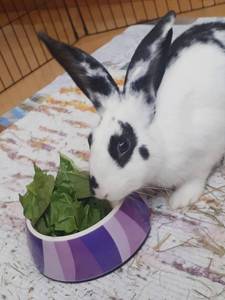 Barly conejo en adopción