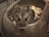 cafe hamster ruso en adopción
