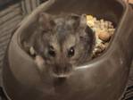 cafe hamster ruso en adopción