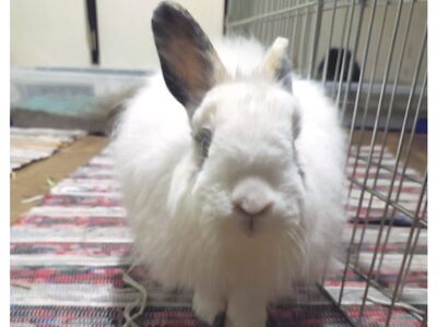 Polvorón conejo en adopción 