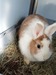 Roscón conejo en adopción 