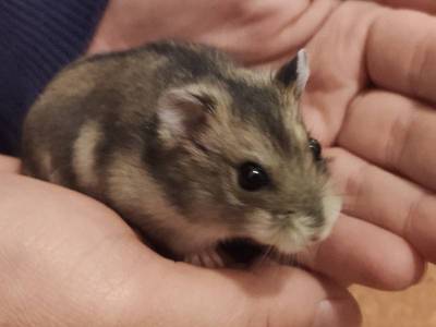 Abundio hamster adopcion