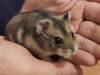 Abundio hamster adopcion