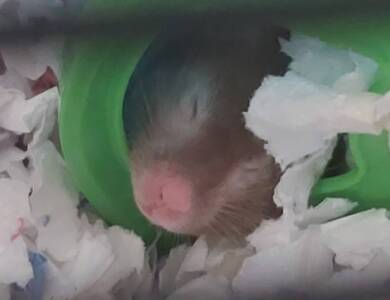 Naili hamster en adopción