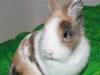 winston conejo en adopcion