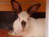 Warina conejo en adopción