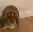 Conejo en adopción 