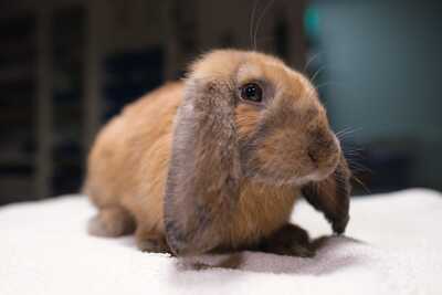 Gazpacho conejo en adopción 