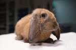 Gazpacho conejo en adopción 